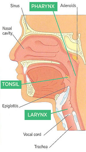 Sore throat in children