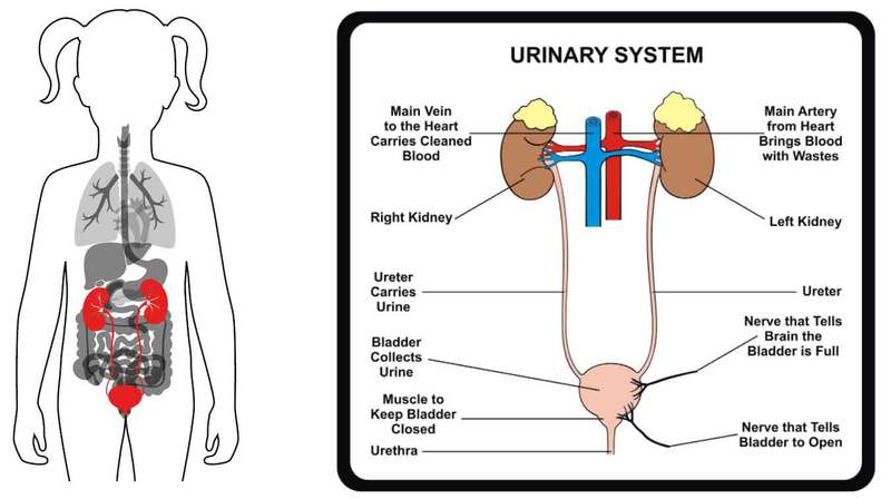 Diagram of a urinary tract in a child